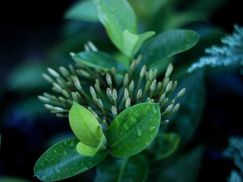 JoraCavoErenRivo Santo Domingo